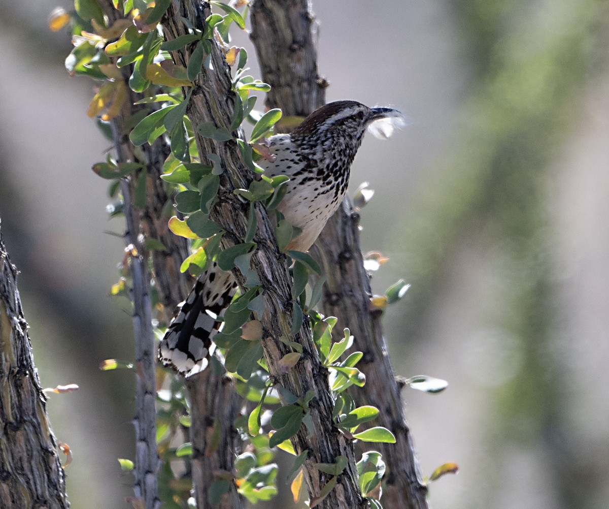 Cactus Wren - ML617066807