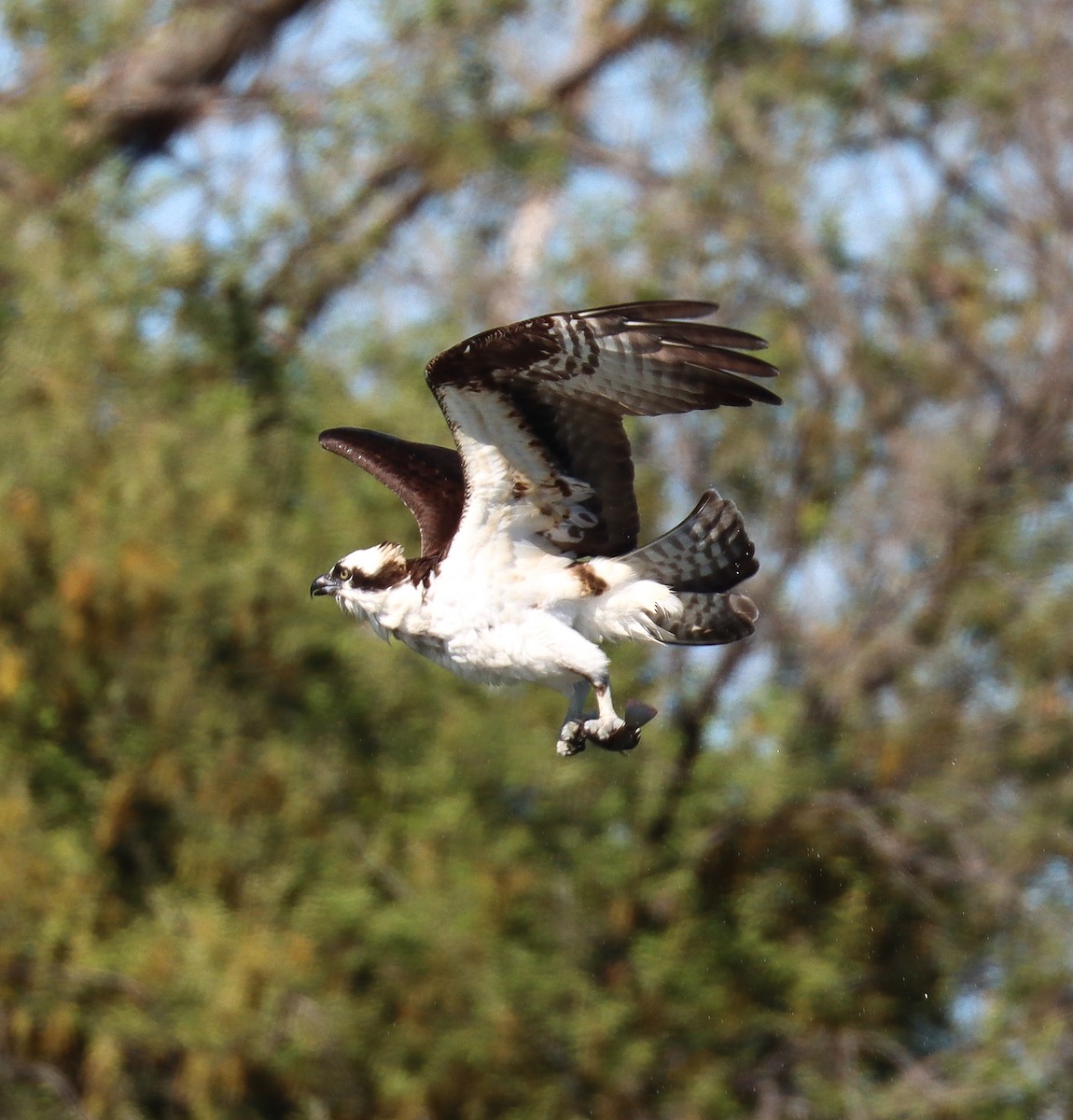 Águila Pescadora - ML617066818