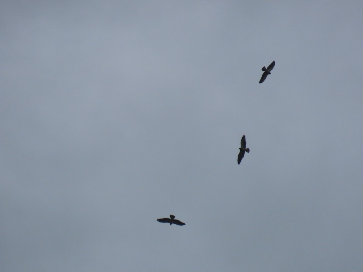 Swainson's Hawk - ML617066865