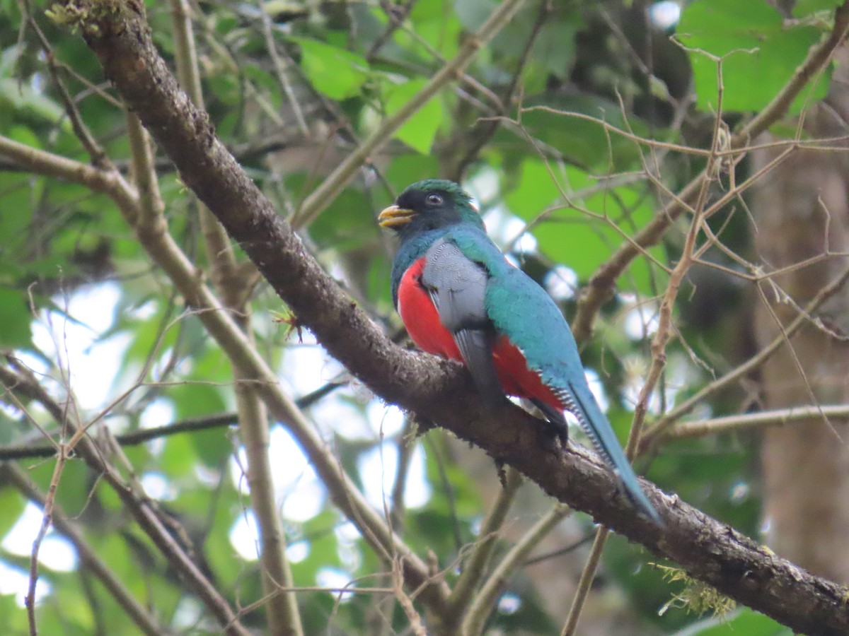 trogon límcový - ML617066888