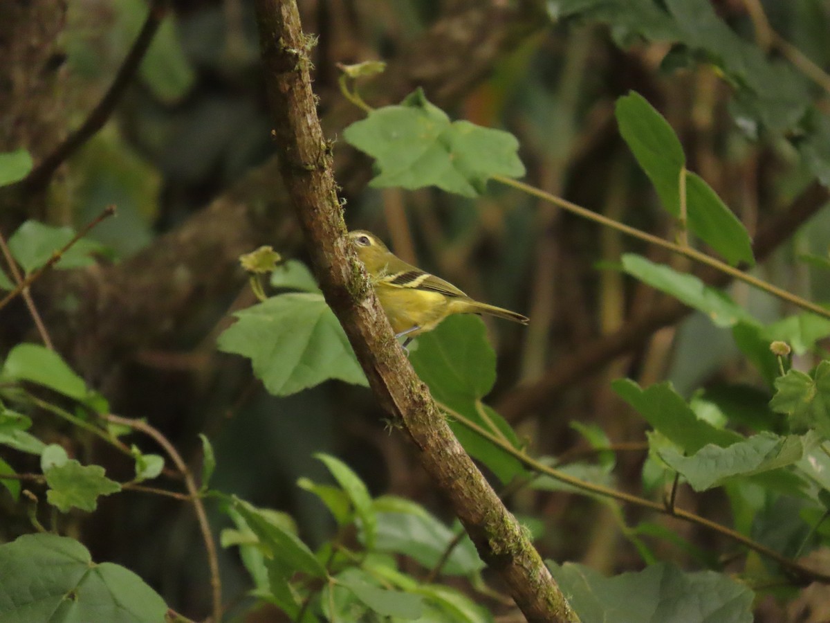 Yellow-winged Vireo - ML617066911