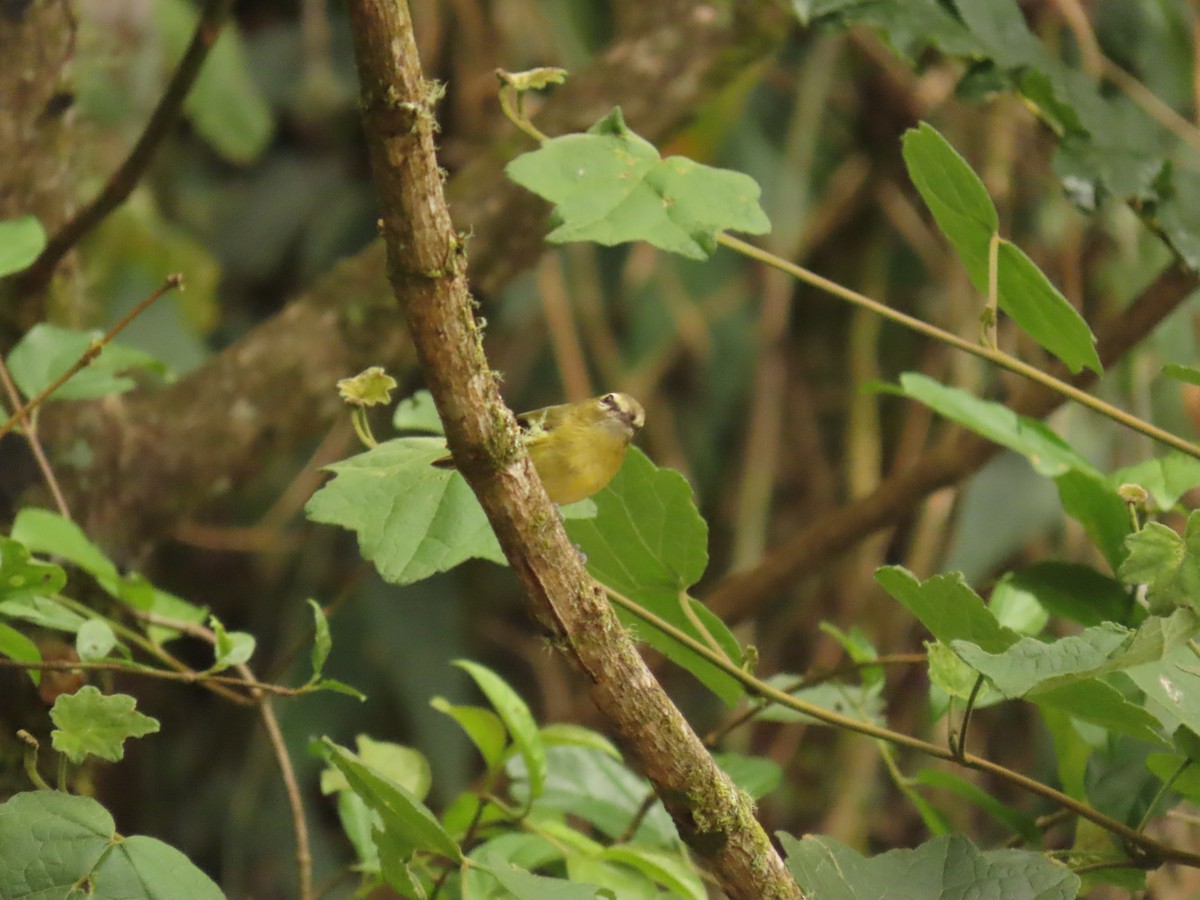 Yellow-winged Vireo - ML617066912