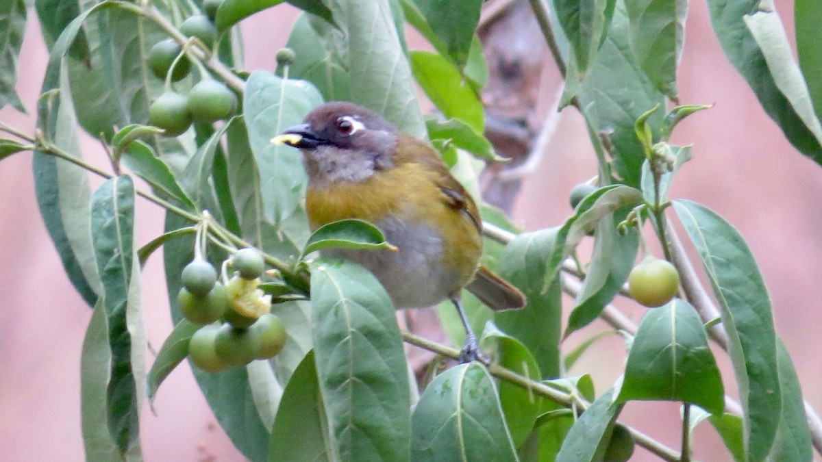 Common Chlorospingus - Robert gilbert