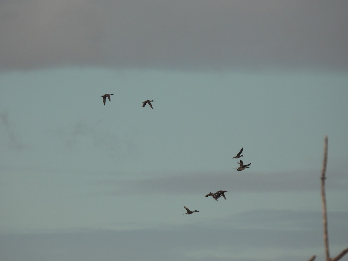 Northern Pintail - ML617066961