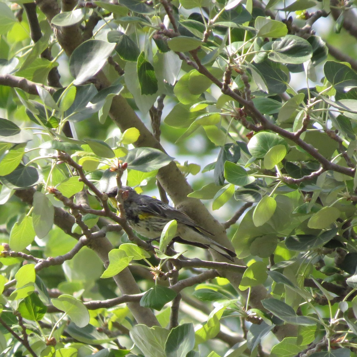 Yellow-rumped Warbler - ML617066976