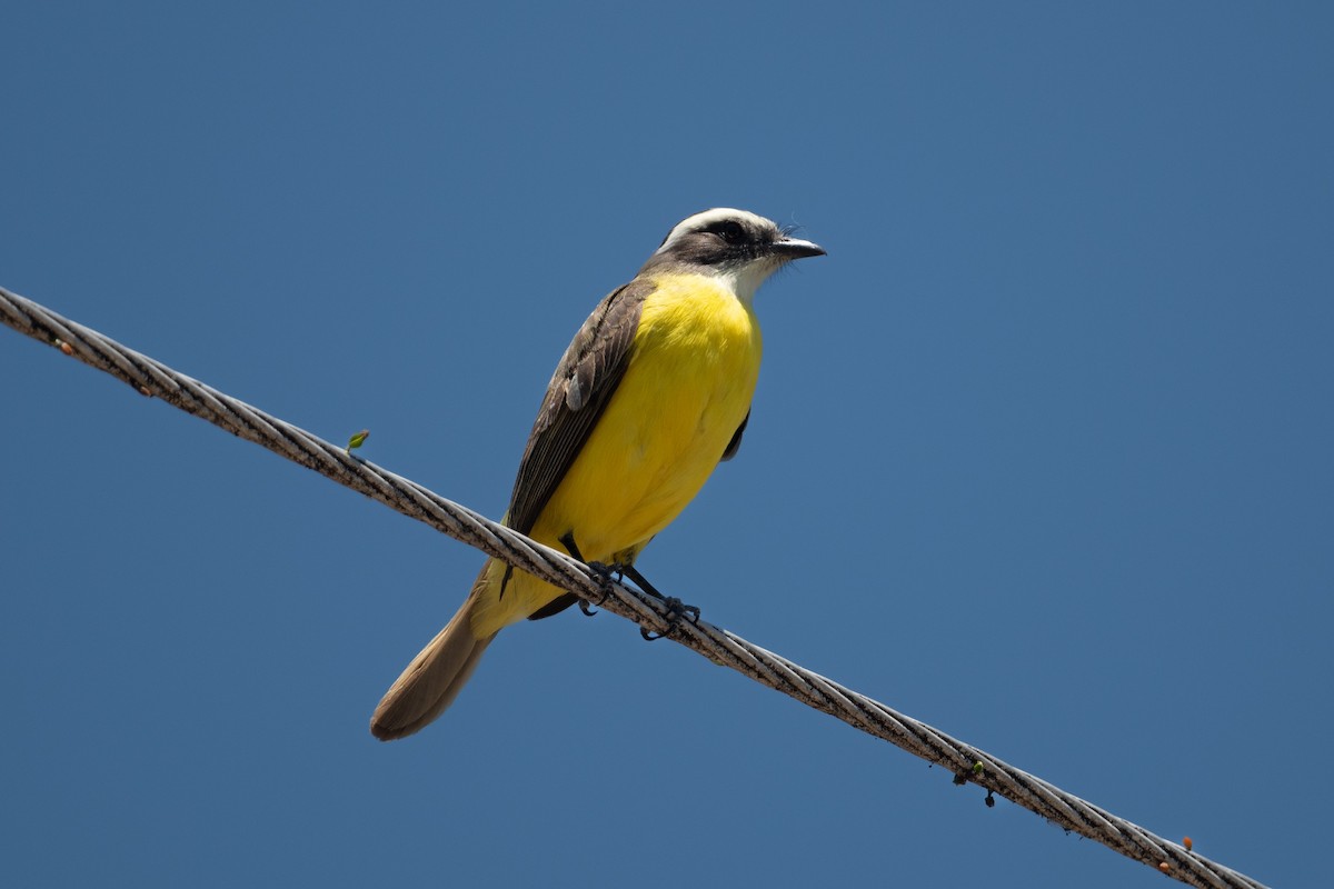 Social Flycatcher - ML617066979