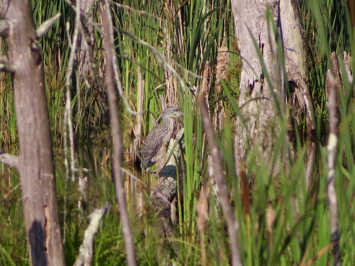 Yellow-crowned Night Heron - Jeanne-Marie Maher