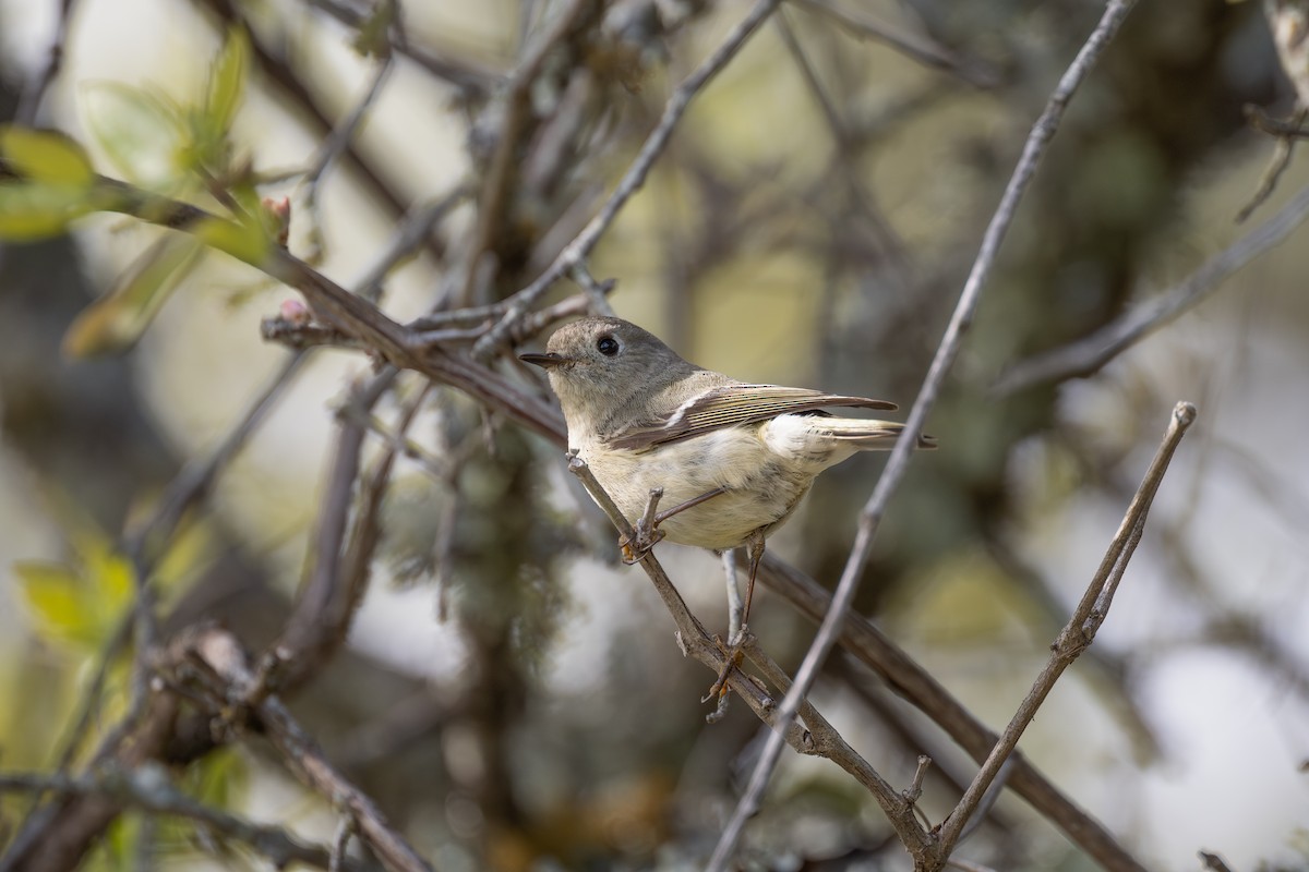 Ruby-crowned Kinglet - ML617067025