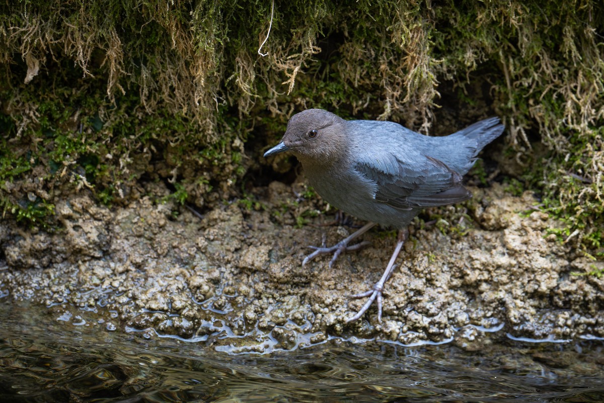 American Dipper - ML617067077