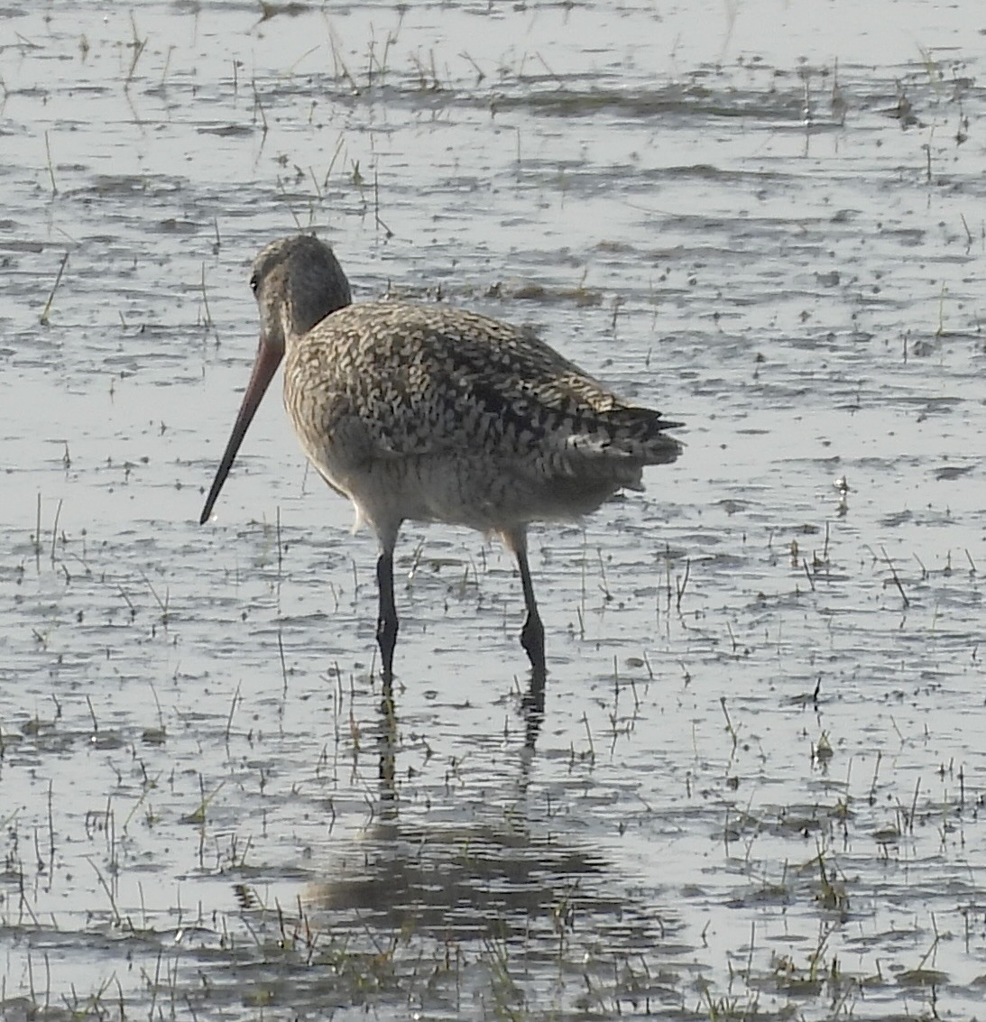 Marbled Godwit - ML617067101