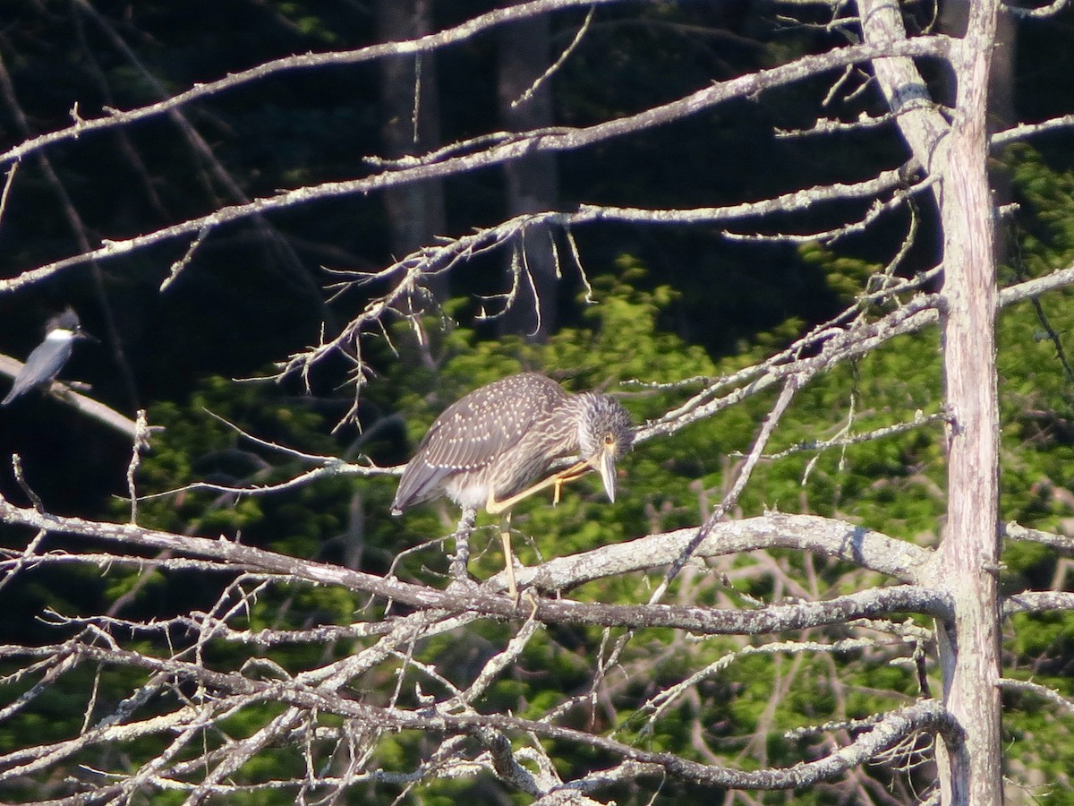 Yellow-crowned Night Heron - ML61706711