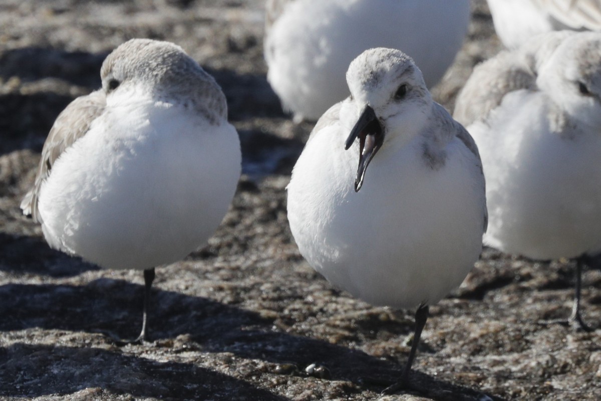 Bécasseau sanderling - ML617067132