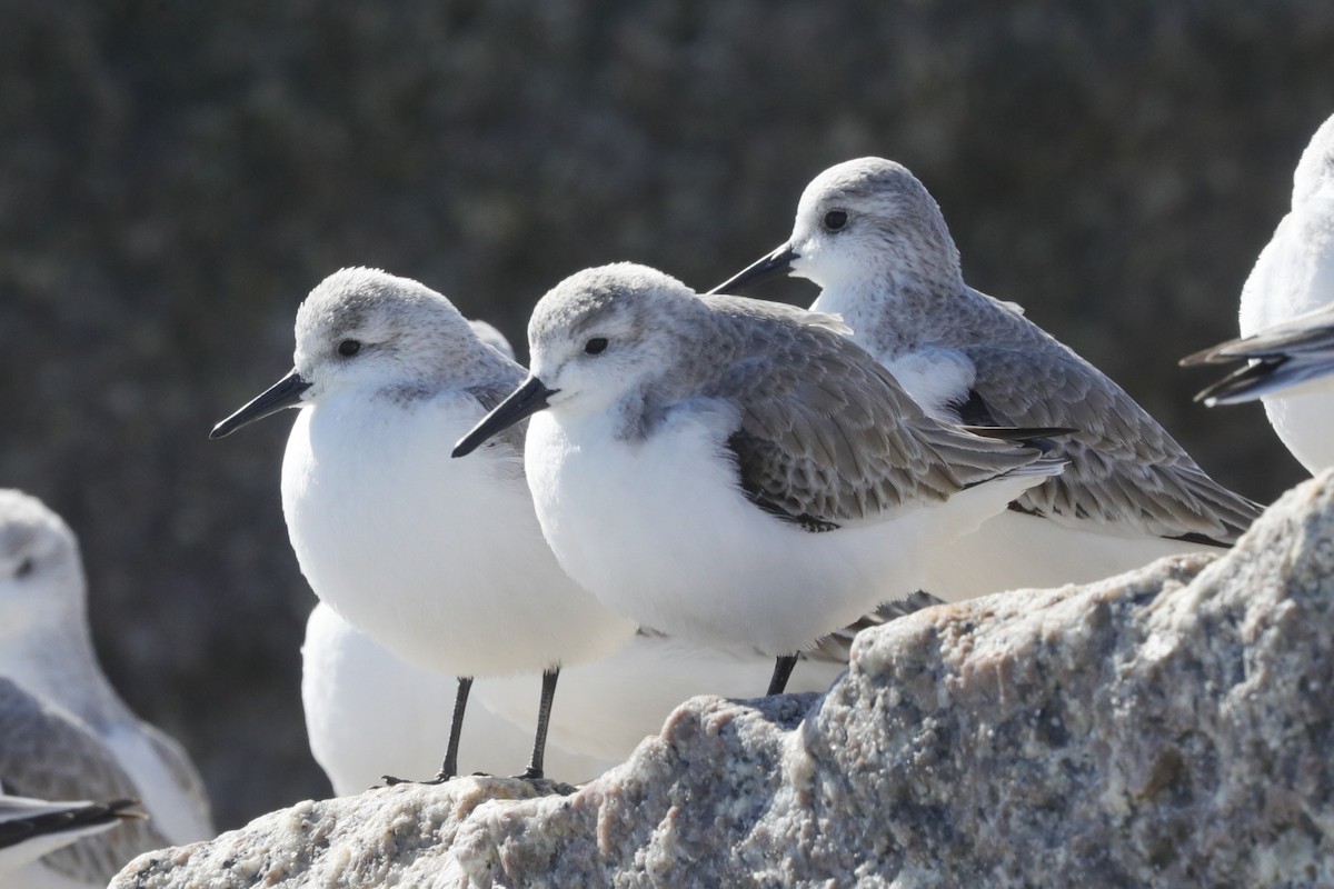 Гурвалж элсэг - ML617067133