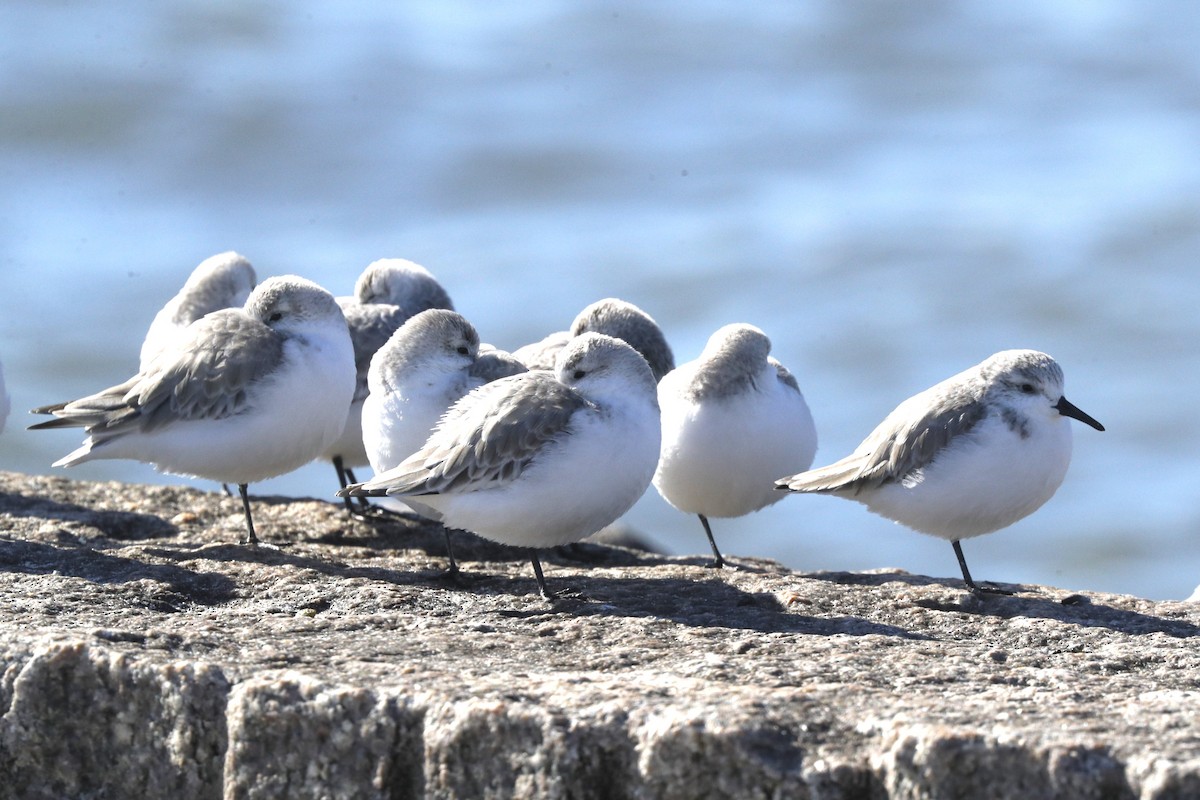 Гурвалж элсэг - ML617067134