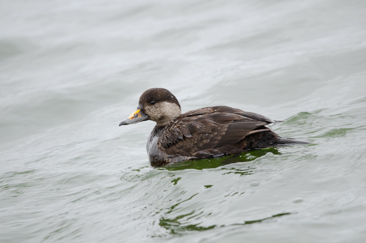 Black Scoter - ML617067135