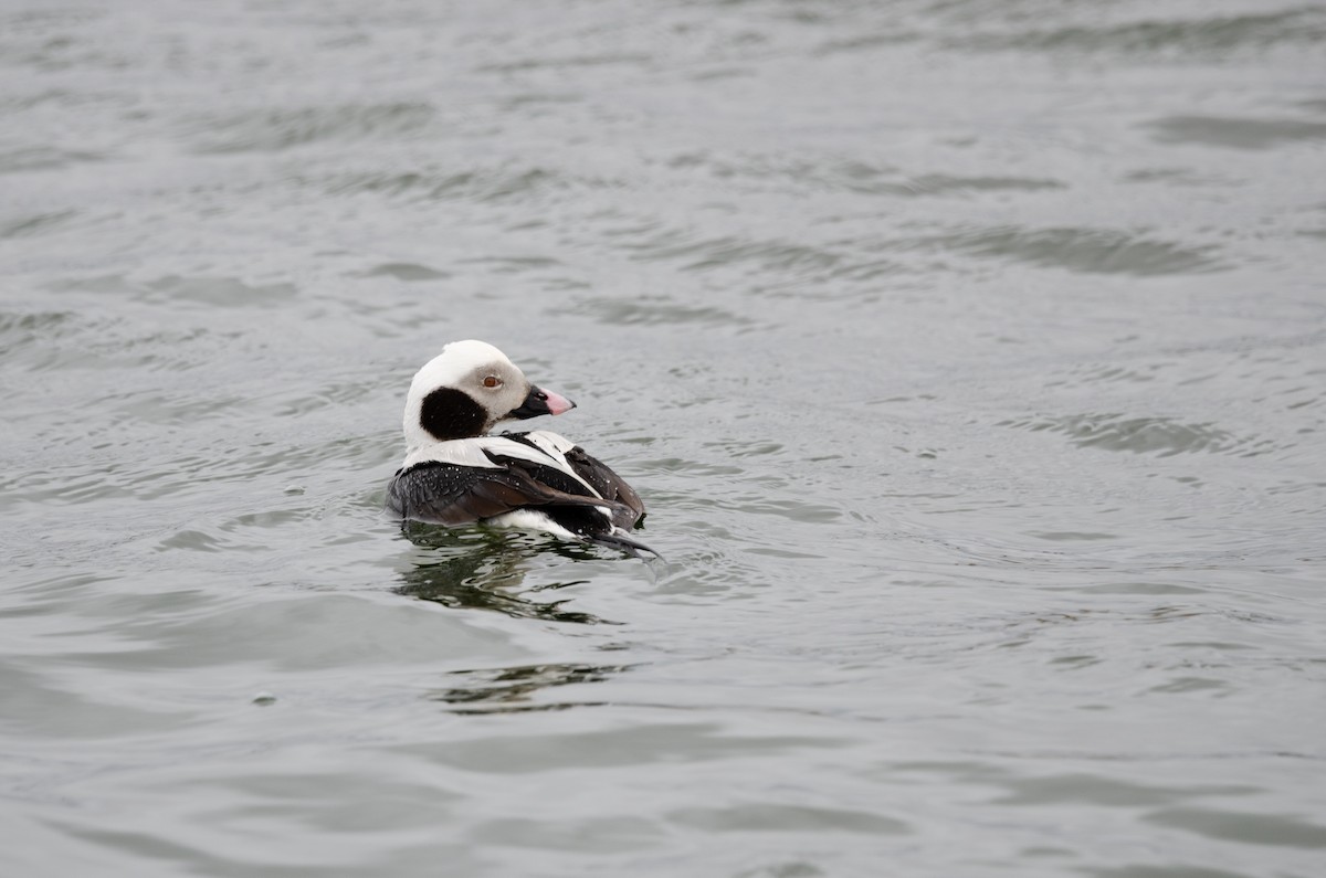 Long-tailed Duck - ML617067144