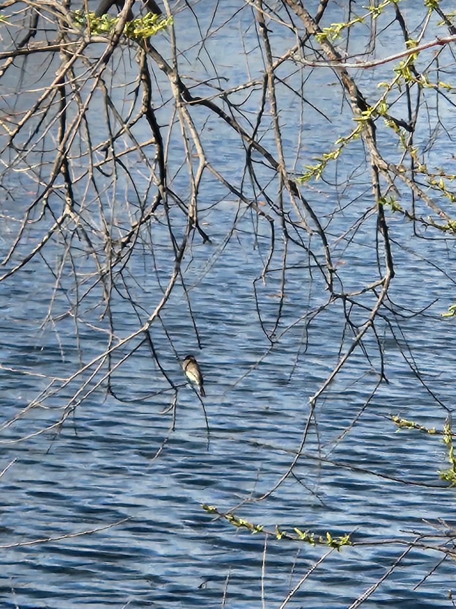 Eastern Phoebe - ML617067180