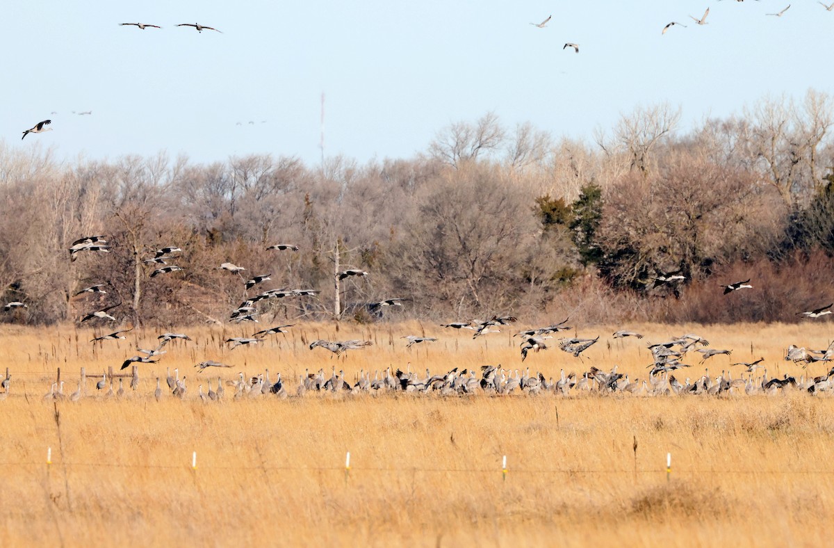 Sandhill Crane - ML617067217