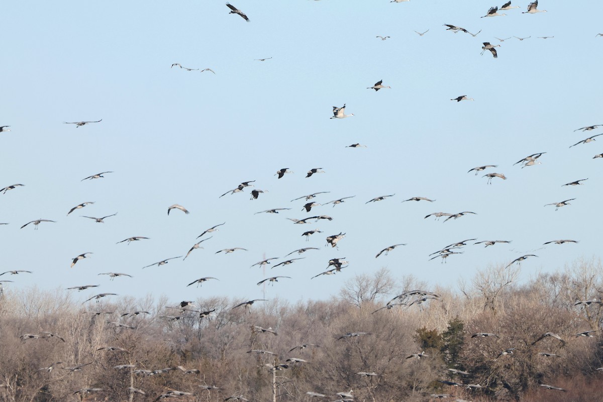 Sandhill Crane - ML617067224