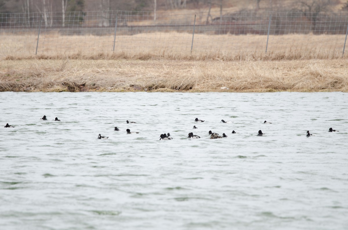 Ring-necked Duck - ML617067237