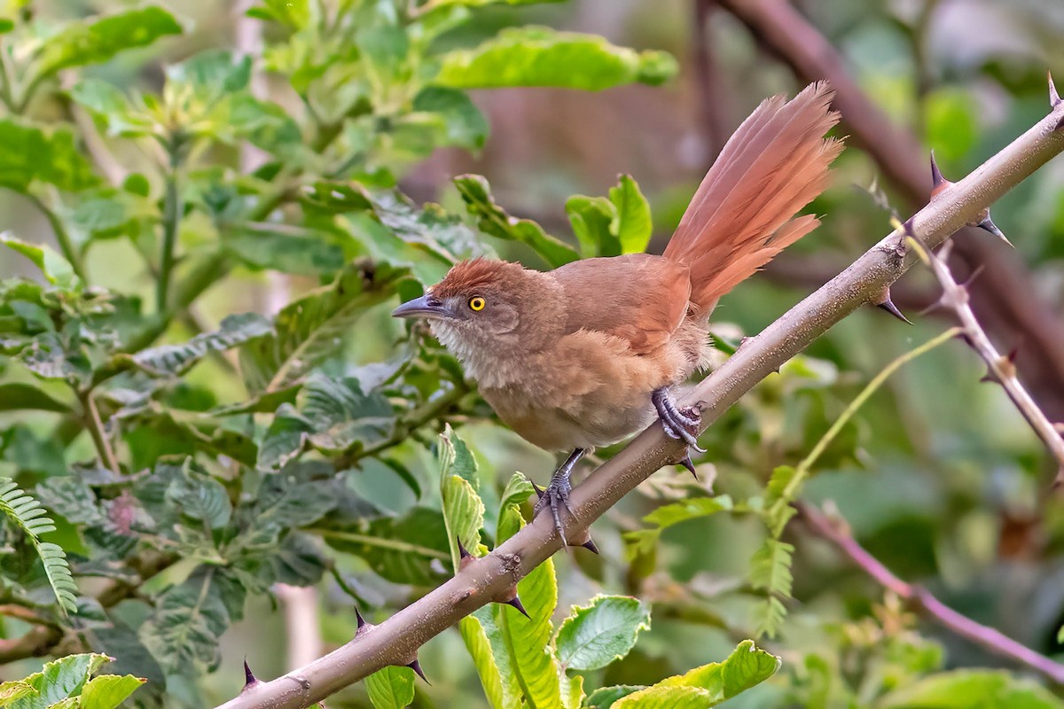 Greater Thornbird - Fábio Giordano