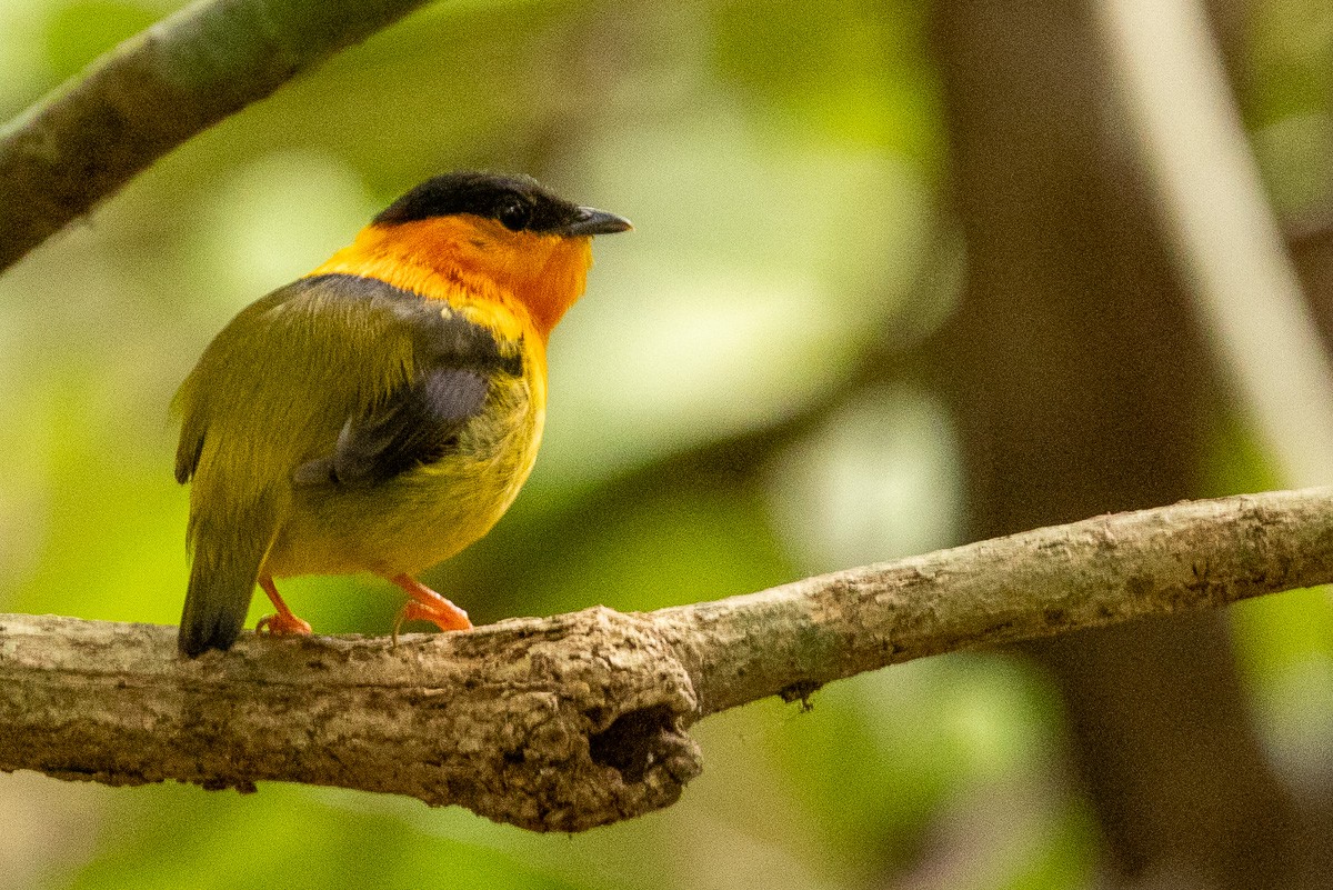 Orange-collared Manakin - ML617067254