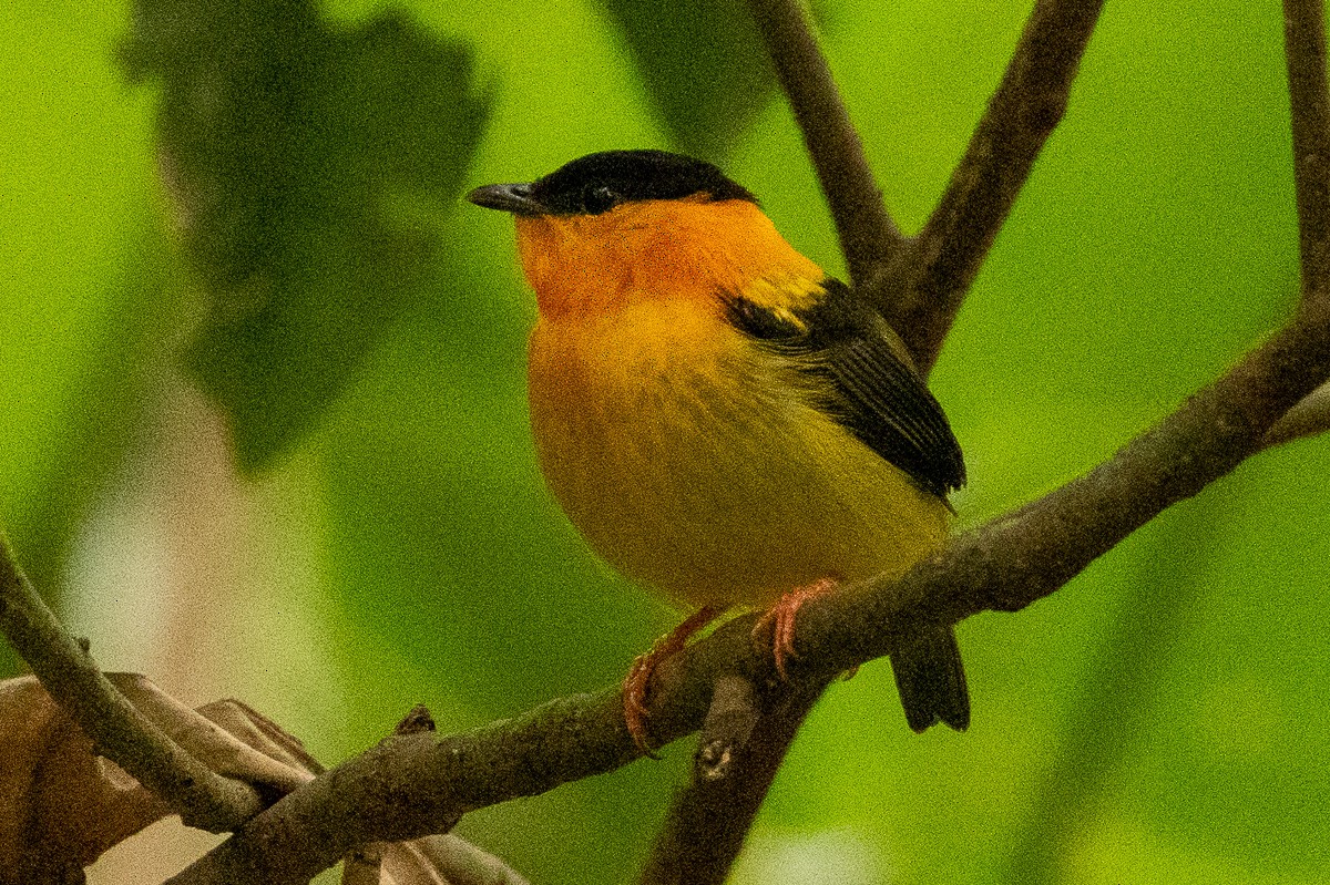 Orange-collared Manakin - ML617067259