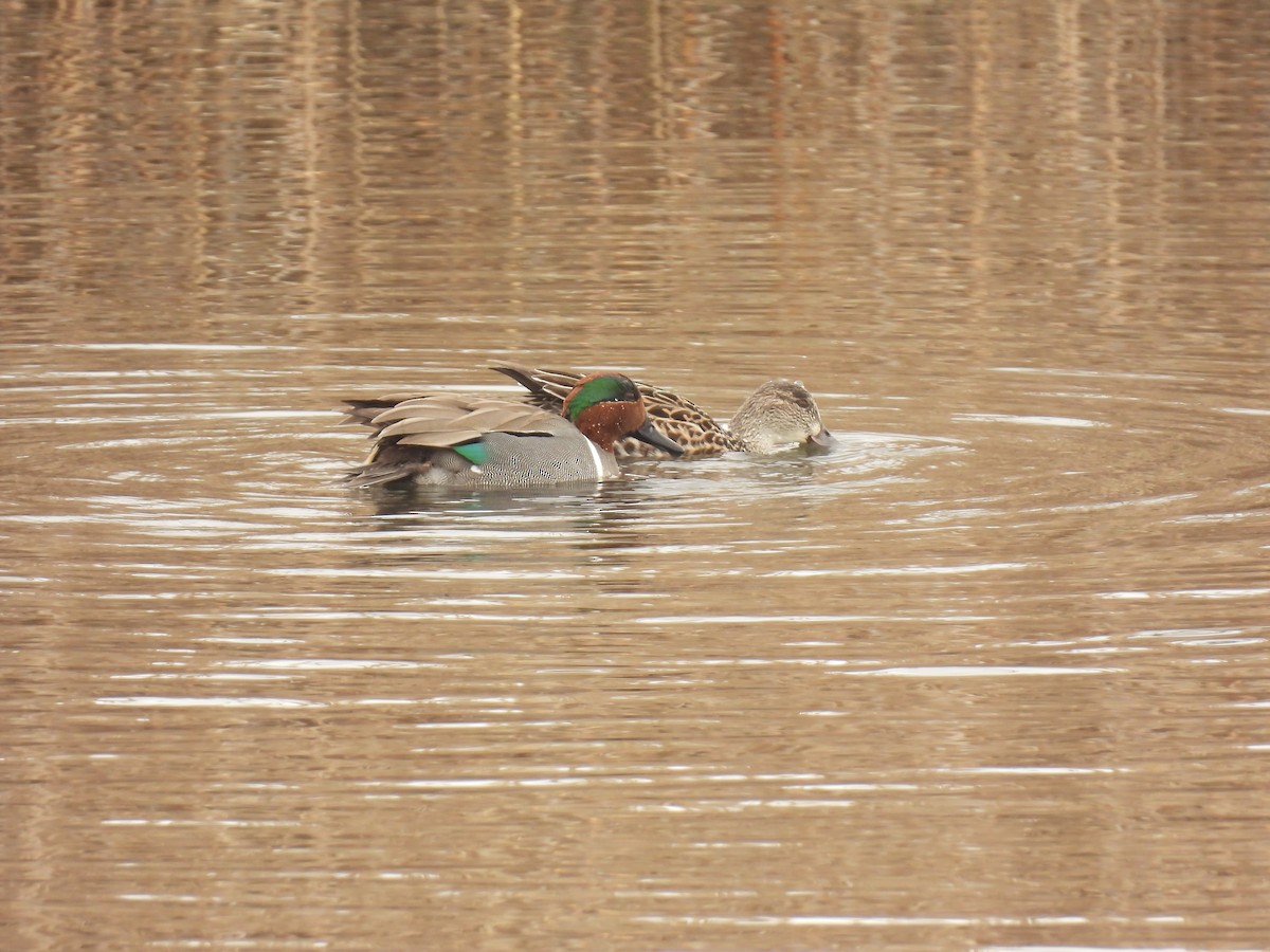 Green-winged Teal - ML617067260