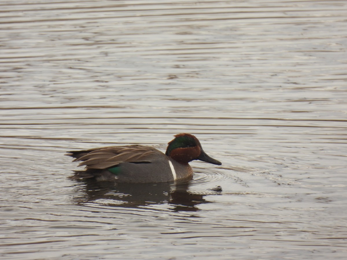 Green-winged Teal - ML617067270