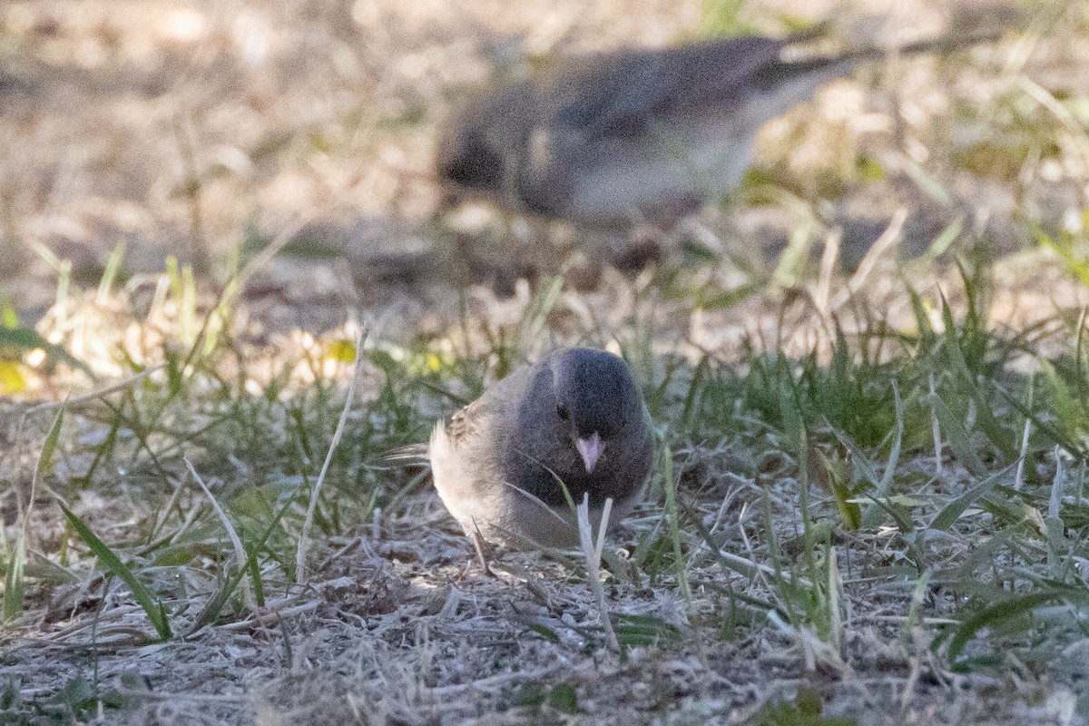 Dark-eyed Junco - ML617067328