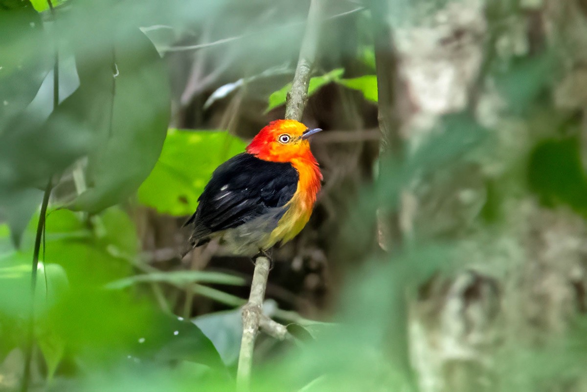 Band-tailed Manakin - Fábio Giordano