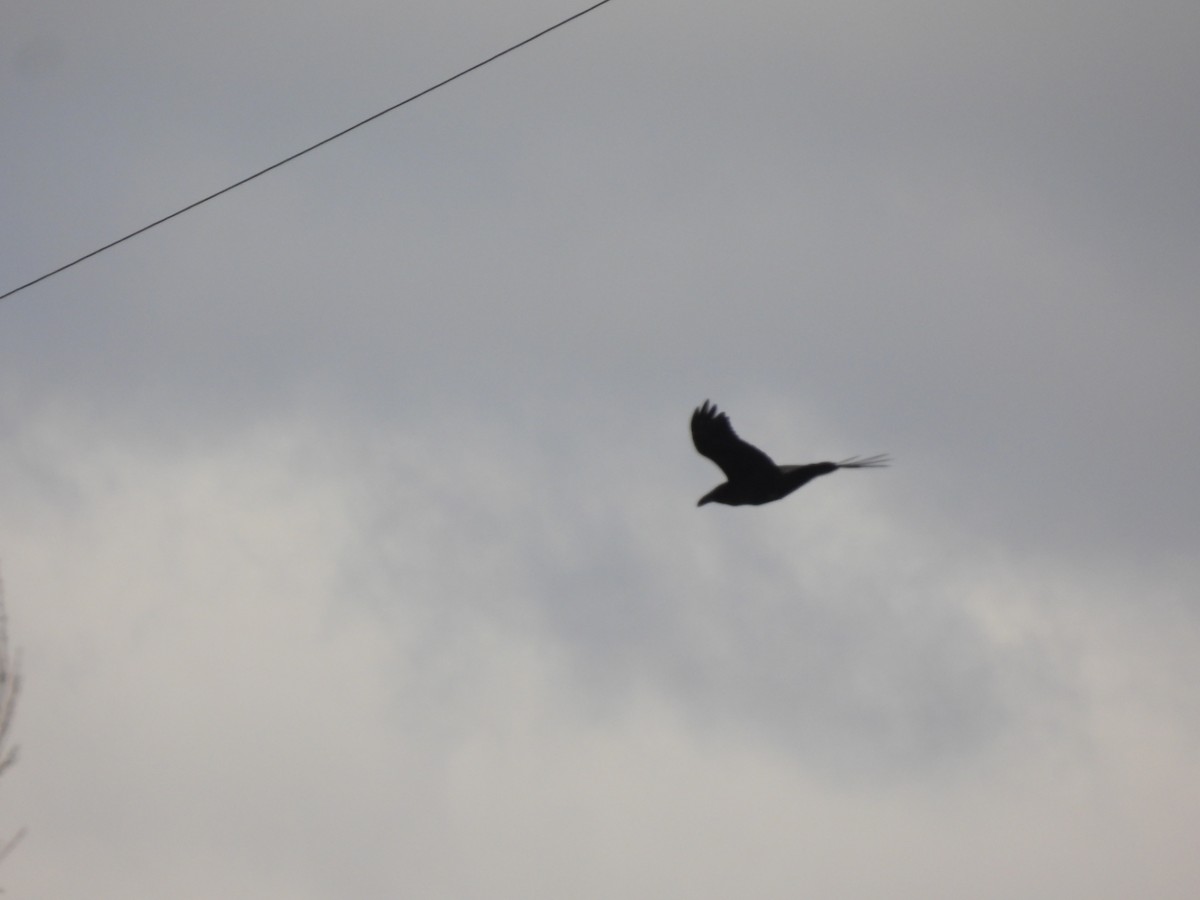 Хон хэрээ - ML617067349