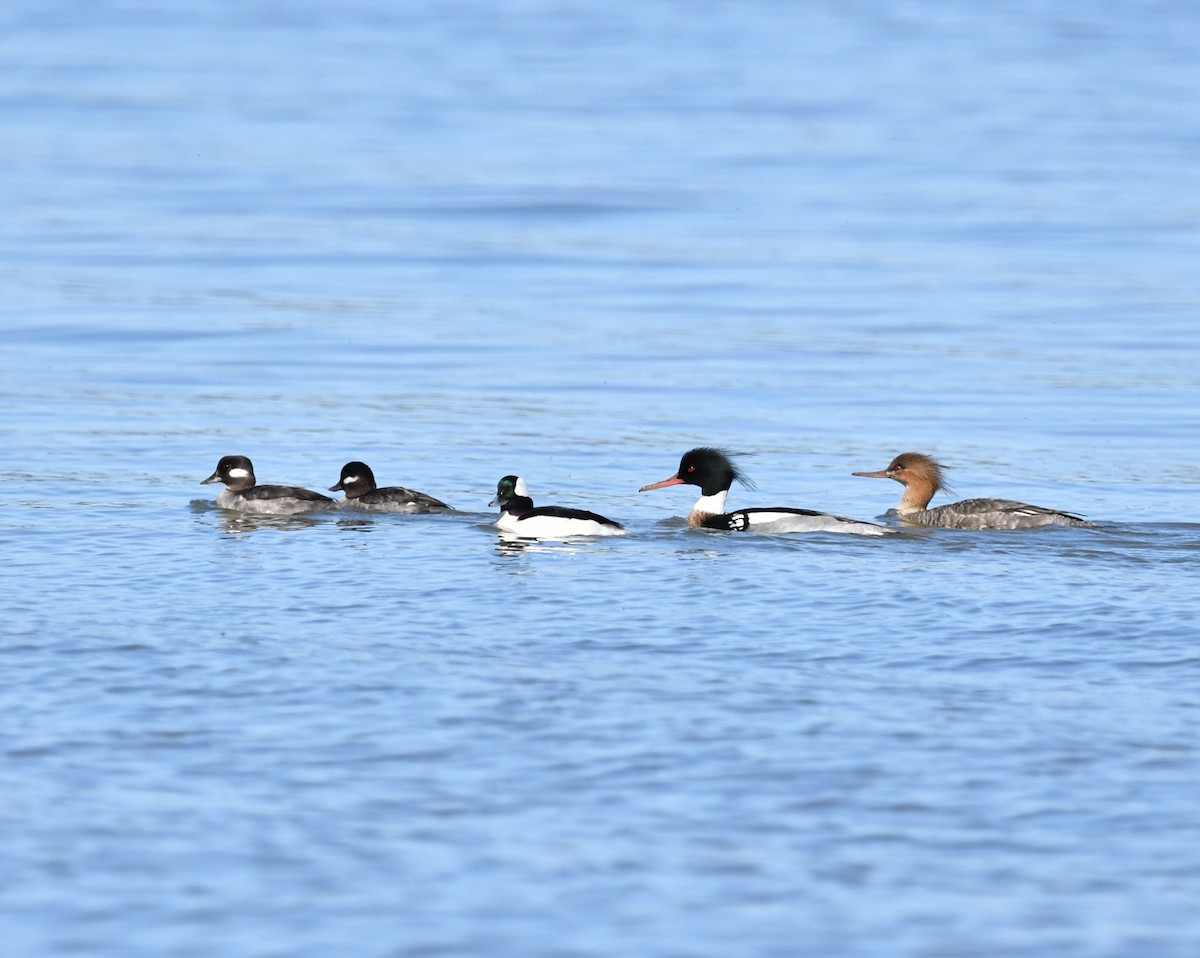 Bufflehead - Matthew Siefert