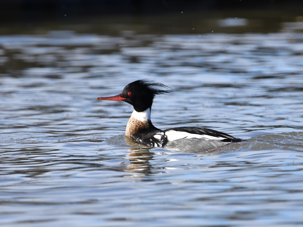 Red-breasted Merganser - Matthew Siefert