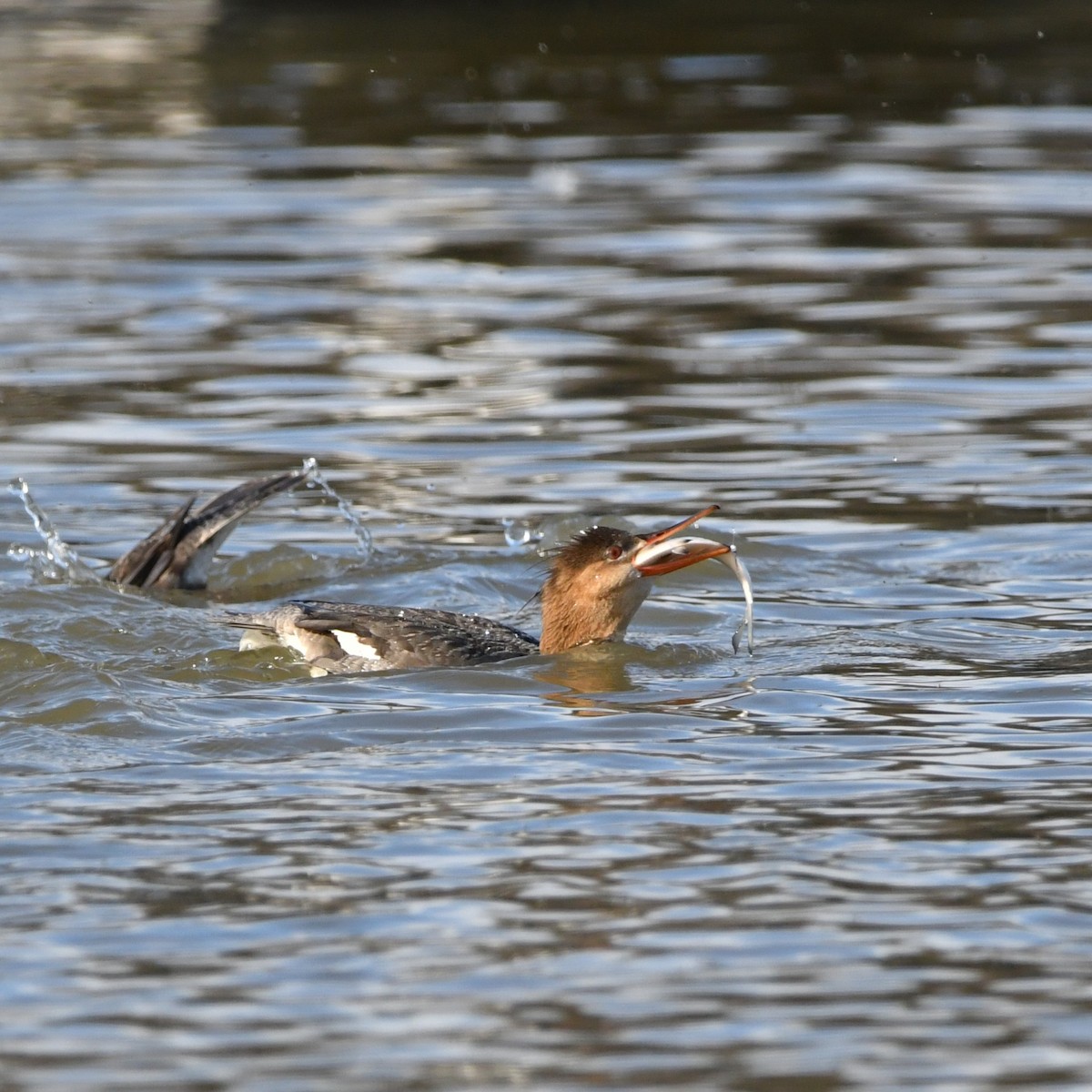 Red-breasted Merganser - Matthew Siefert