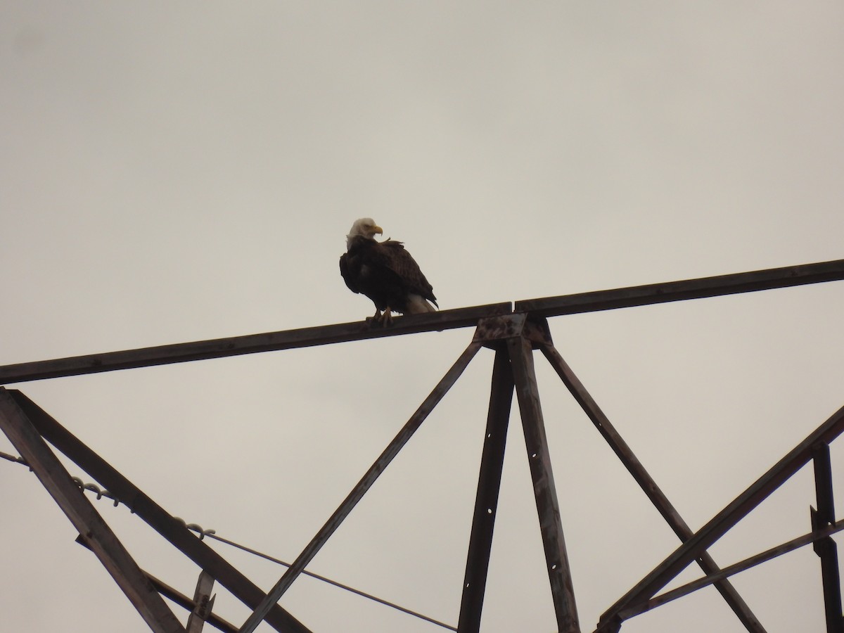 Bald Eagle - ML617067376