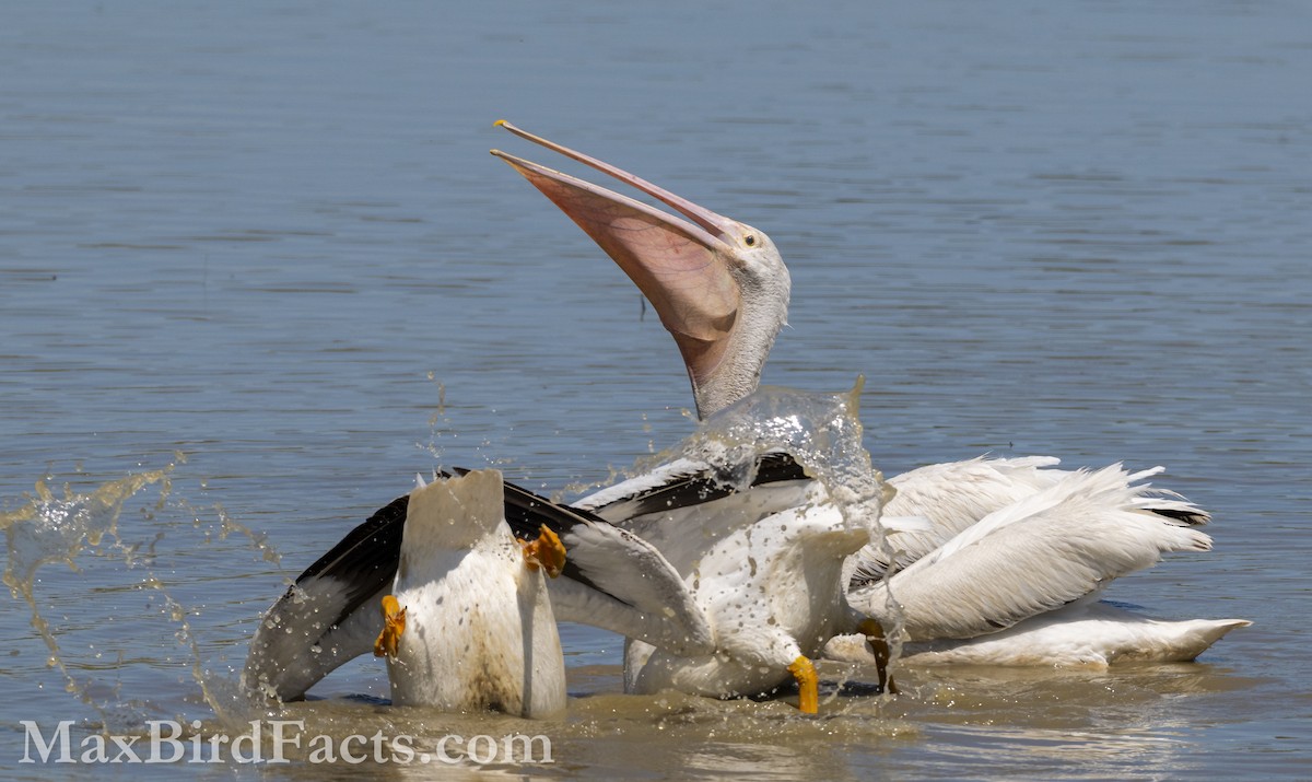 American White Pelican - ML617067381