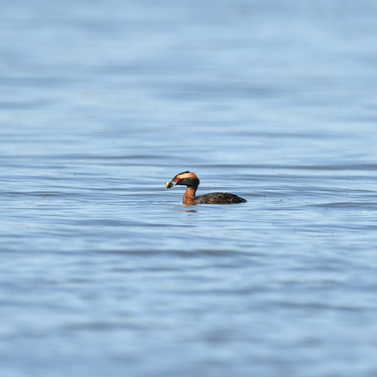 Horned Grebe - Matthew Siefert