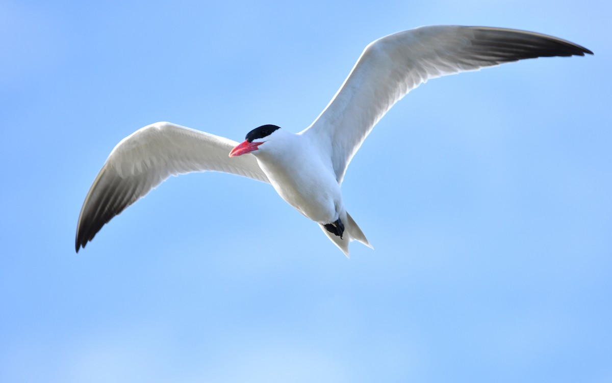 Caspian Tern - Matthew Siefert