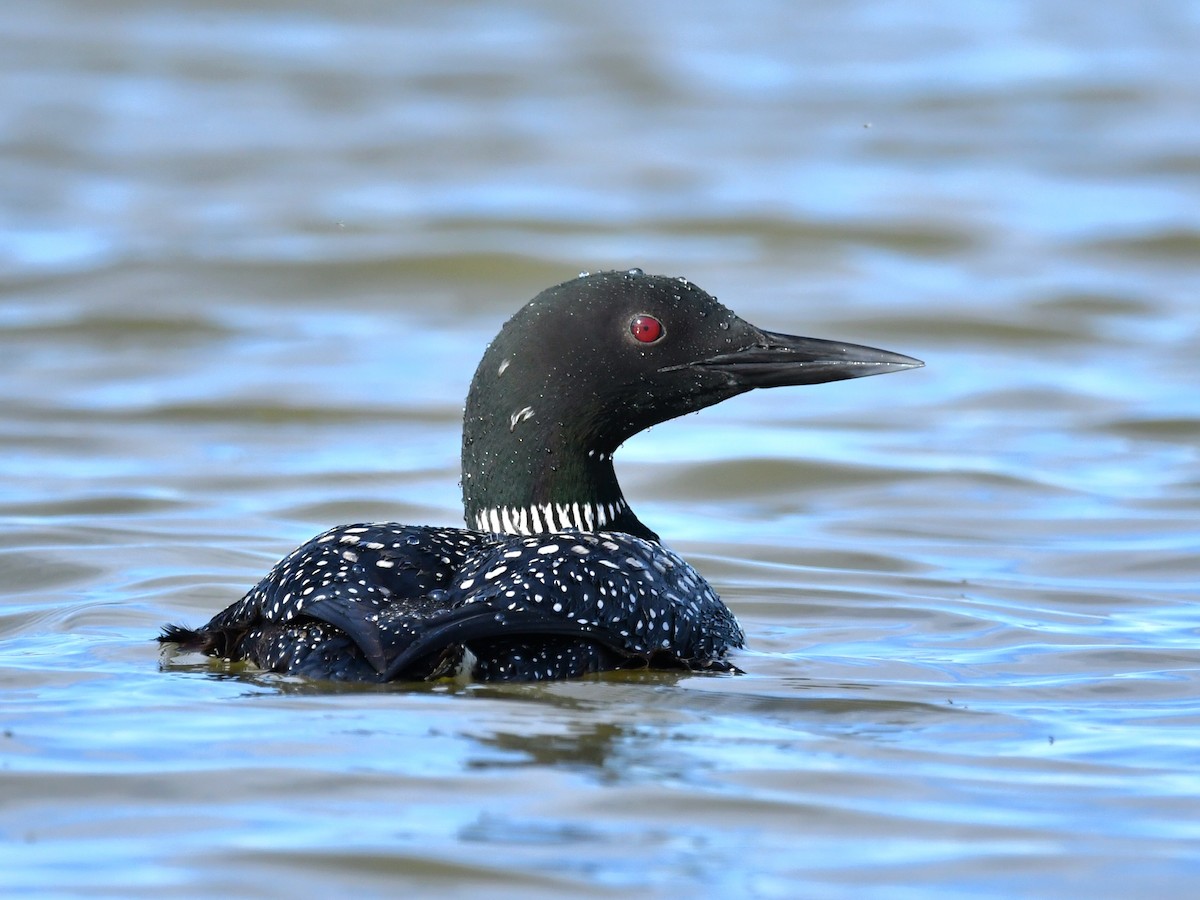 Plongeon huard - ML617067436