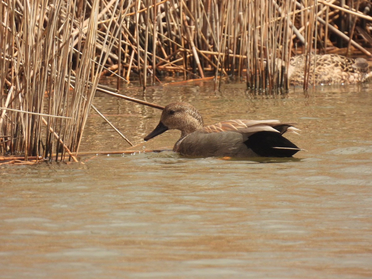 Gadwall - ML617067440