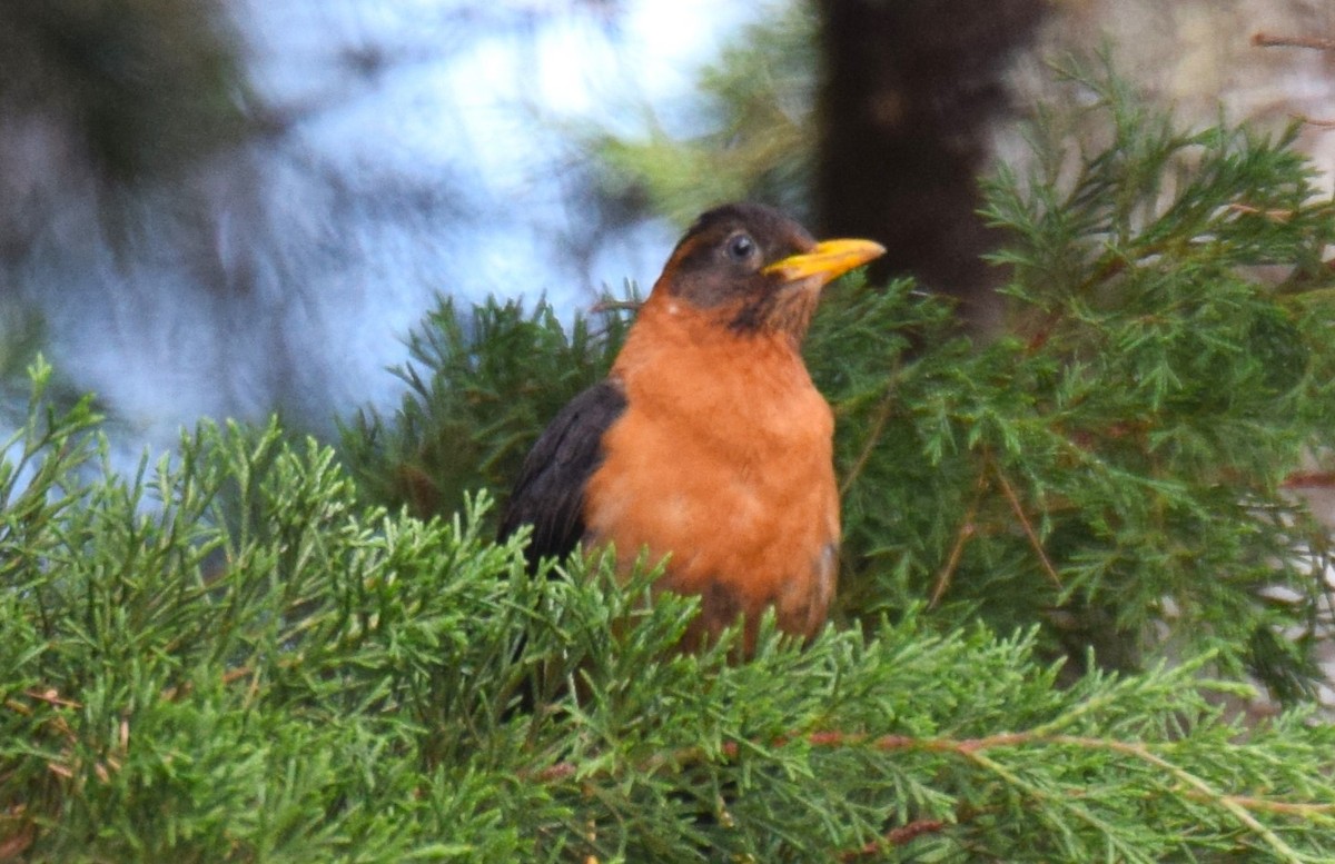 Rufous-collared Robin - Nestor Herrera