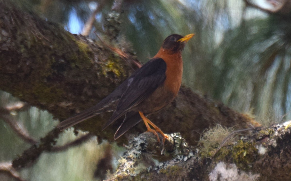 Rufous-collared Robin - Nestor Herrera