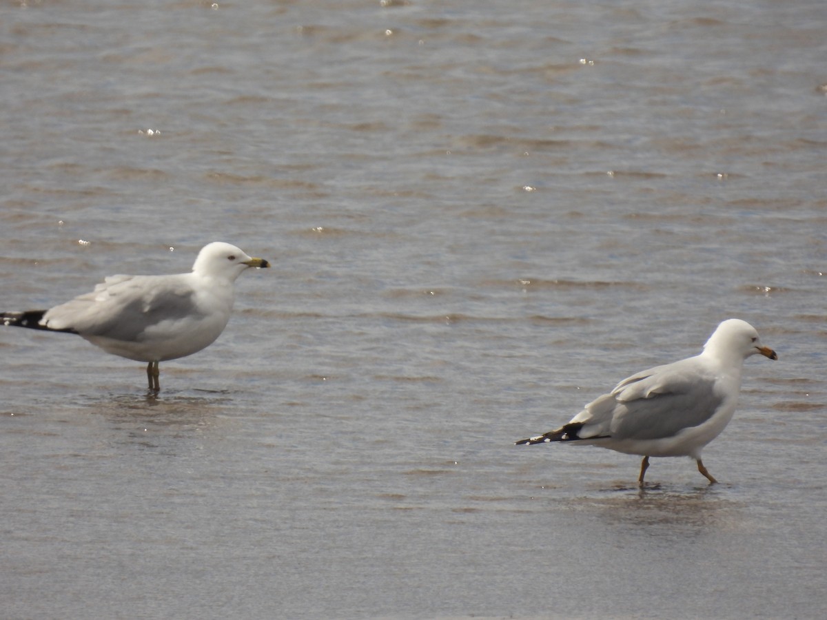 Ring-billed Gull - John McKay