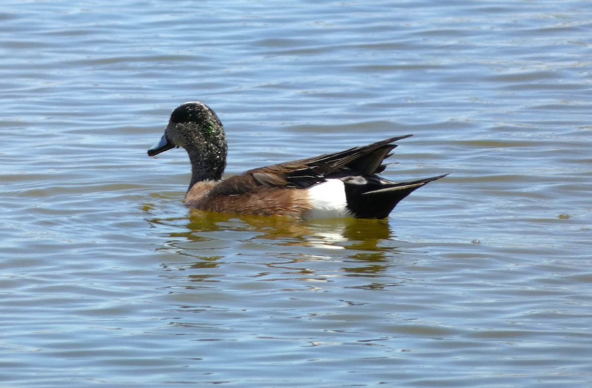 American Wigeon - ML617067504