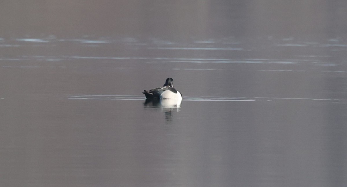 Ring-necked Duck - ML617067519