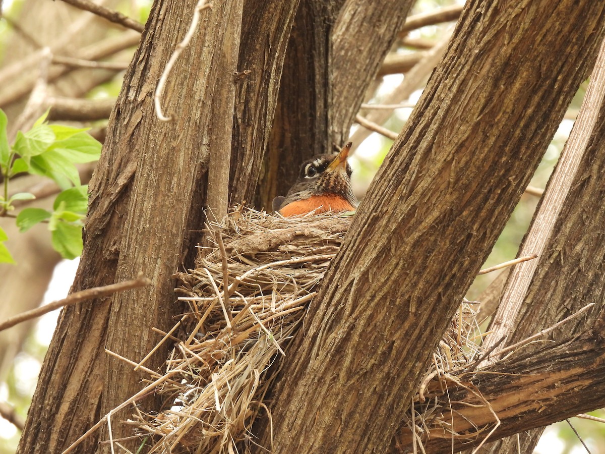 American Robin - ML617067538