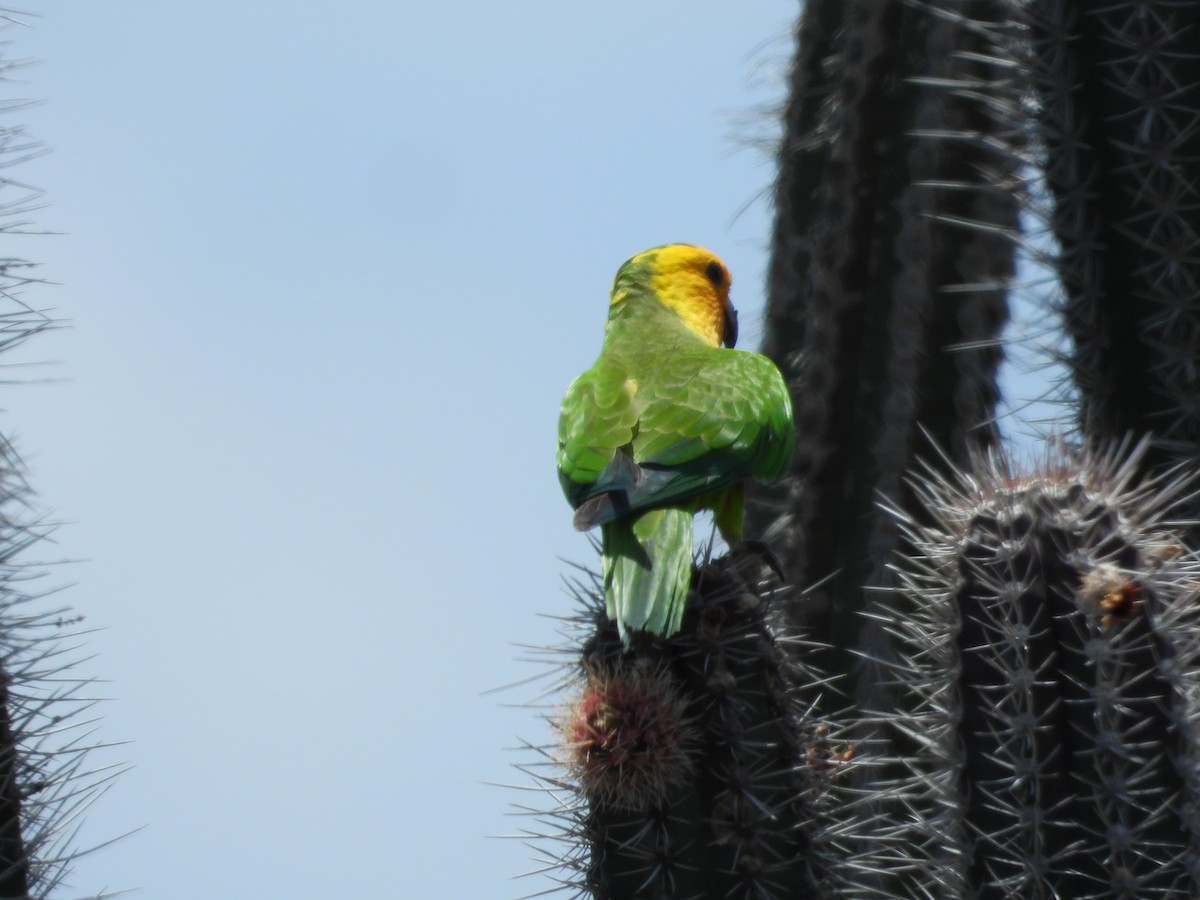 Yellow-shouldered Parrot - ML617067542