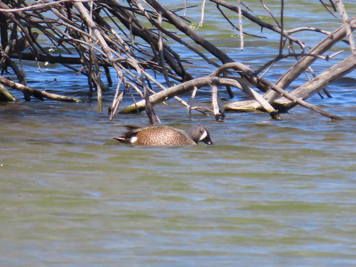 Blue-winged Teal - ML617067550
