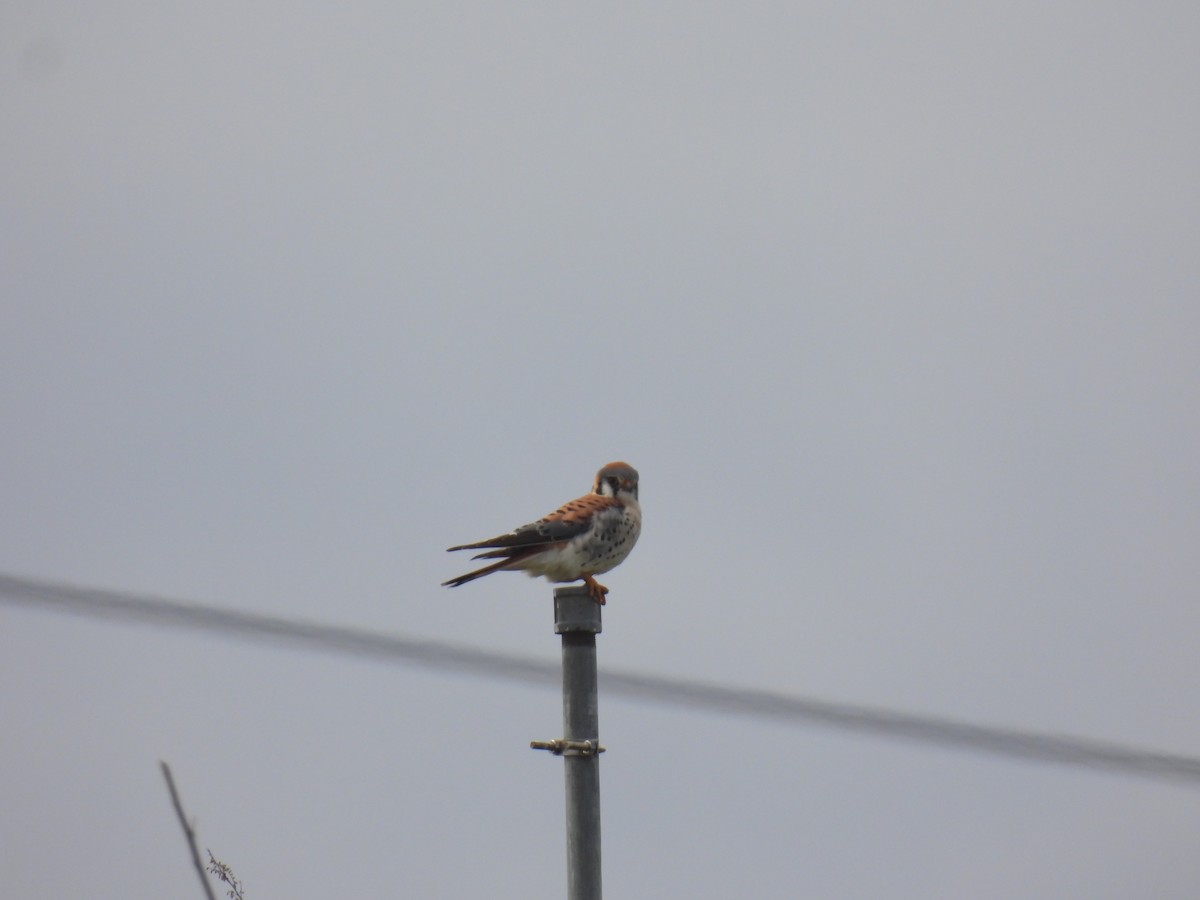 American Kestrel - ML617067565